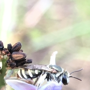 Lipotriches (Austronomia) phanerura at Aranda, ACT - 13 Dec 2019 12:28 PM