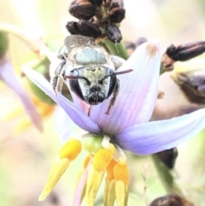 Lipotriches (Austronomia) phanerura at Aranda, ACT - 13 Dec 2019 12:28 PM