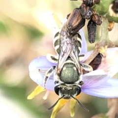 Lipotriches (Austronomia) phanerura at Aranda, ACT - 13 Dec 2019 12:28 PM