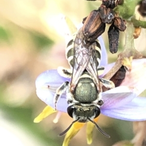 Lipotriches (Austronomia) phanerura at Aranda, ACT - 13 Dec 2019 12:28 PM