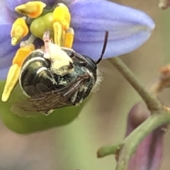 Lipotriches (Austronomia) phanerura (Halictid Bee) at Aranda, ACT - 13 Dec 2019 by Jubeyjubes