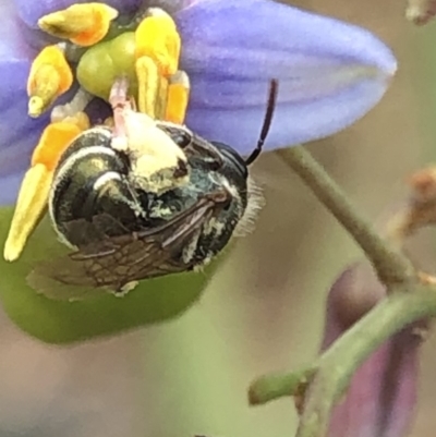 Lipotriches (Austronomia) phanerura (Halictid Bee) at Aranda, ACT - 13 Dec 2019 by Jubeyjubes