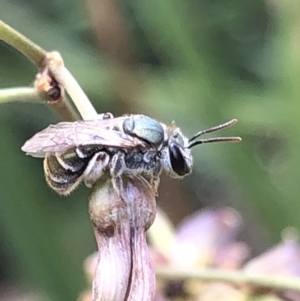 Lipotriches (Austronomia) phanerura at Aranda, ACT - 13 Dec 2019 12:54 PM