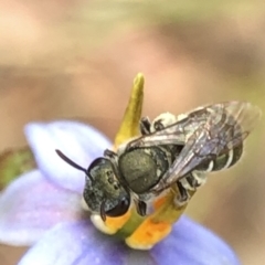 Lipotriches (Austronomia) phanerura at Aranda, ACT - 13 Dec 2019 12:54 PM