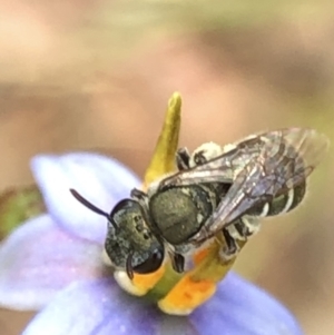 Lipotriches (Austronomia) phanerura at Aranda, ACT - 13 Dec 2019 12:54 PM