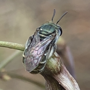 Lipotriches (Austronomia) phanerura at Aranda, ACT - 13 Dec 2019 12:54 PM