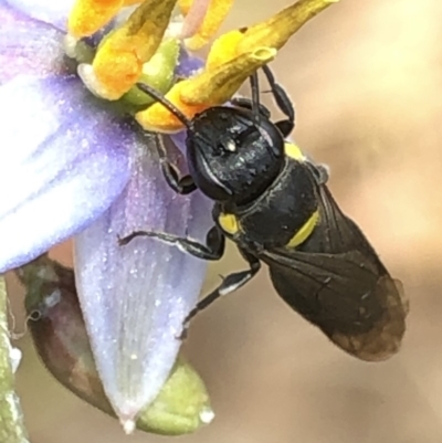 Amphylaeus (Agogenohylaeus) nubilosellus at Aranda, ACT - 13 Dec 2019 by Jubeyjubes