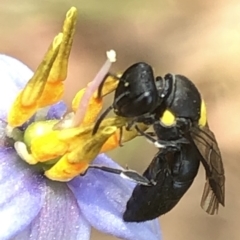 Amphylaeus (Agogenohylaeus) nubilosellus at Aranda, ACT - 13 Dec 2019 12:21 PM