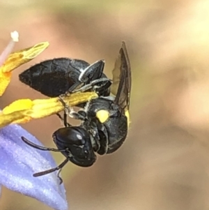 Amphylaeus (Agogenohylaeus) nubilosellus at Aranda, ACT - 13 Dec 2019