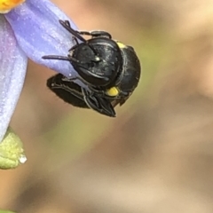 Amphylaeus (Agogenohylaeus) nubilosellus at Aranda, ACT - 13 Dec 2019