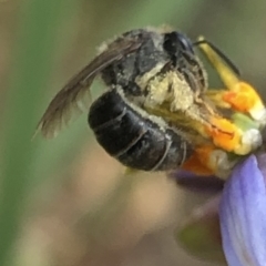 Lasioglossum (Chilalictus) sp. (genus & subgenus) (Halictid bee) at Aranda, ACT - 13 Dec 2019 by Jubeyjubes