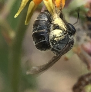 Lasioglossum (Chilalictus) sp. (genus & subgenus) at Aranda, ACT - 13 Dec 2019