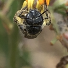 Lasioglossum (Chilalictus) sp. (genus & subgenus) at Aranda, ACT - 13 Dec 2019