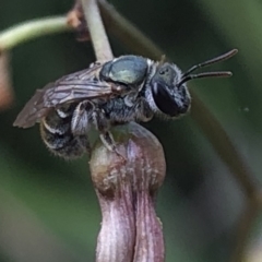 Lipotriches sp. (genus) (Halictid bee) at Aranda, ACT - 13 Dec 2019 by Jubeyjubes