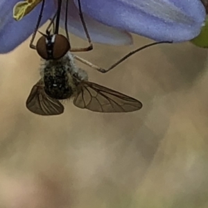 Geron sp. (genus) at Aranda, ACT - 13 Dec 2019