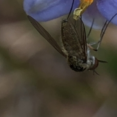 Geron sp. (genus) at Aranda, ACT - 13 Dec 2019 01:04 PM