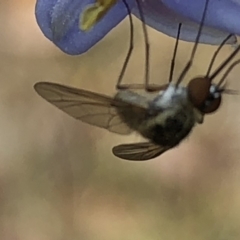 Geron sp. (genus) at Aranda, ACT - 13 Dec 2019