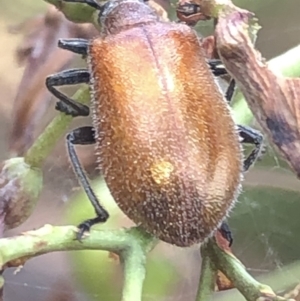 Ecnolagria grandis at Aranda, ACT - 13 Dec 2019 11:35 AM