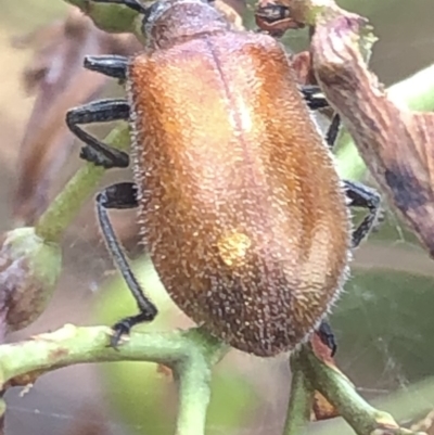 Ecnolagria grandis (Honeybrown beetle) at Aranda, ACT - 13 Dec 2019 by Jubeyjubes
