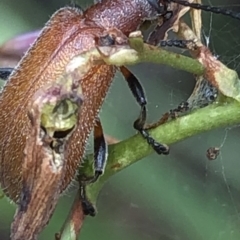 Ecnolagria grandis at Aranda, ACT - 13 Dec 2019