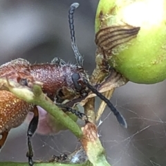 Ecnolagria grandis at Aranda, ACT - 13 Dec 2019 11:35 AM