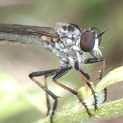 Cerdistus sp. (genus) (Yellow Slender Robber Fly) at Aranda, ACT - 13 Dec 2019 by Jubeyjubes