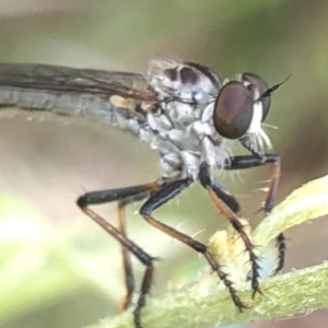 Cerdistus sp. (genus) at Aranda, ACT - 13 Dec 2019 11:38 AM