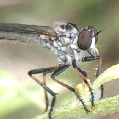 Cerdistus sp. (genus) (Yellow Slender Robber Fly) at Aranda, ACT - 13 Dec 2019 by Jubeyjubes