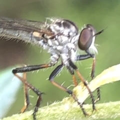 Cerdistus sp. (genus) at Aranda, ACT - 13 Dec 2019 11:38 AM