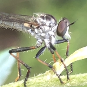 Cerdistus sp. (genus) at Aranda, ACT - 13 Dec 2019 11:38 AM