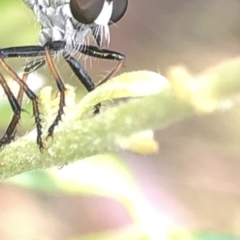 Cerdistus sp. (genus) at Aranda, ACT - 13 Dec 2019