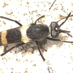 Agapophytus albobasalis (Stiletto fly) at Aranda, ACT - 13 Dec 2019 by Jubeyjubes