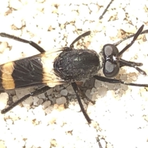 Agapophytus albobasalis at Aranda, ACT - 13 Dec 2019