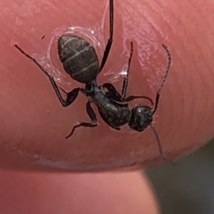 Camponotus sp. (genus) at Aranda, ACT - 13 Dec 2019 11:56 AM