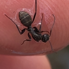 Camponotus sp. (genus) (A sugar ant) at Aranda, ACT - 13 Dec 2019 by Jubeyjubes