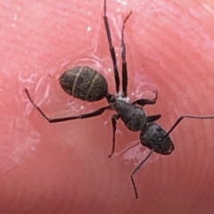 Camponotus sp. (genus) at Aranda, ACT - 13 Dec 2019