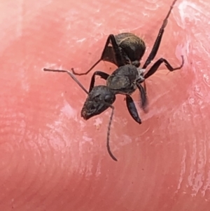 Camponotus sp. (genus) at Aranda, ACT - 13 Dec 2019