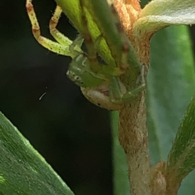 Lehtinelagia prasina (Leek-green flower spider) at Aranda, ACT - 13 Dec 2019 by Jubeyjubes