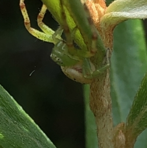 Lehtinelagia prasina at Aranda, ACT - 13 Dec 2019