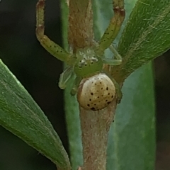 Lehtinelagia prasina at Aranda, ACT - 13 Dec 2019 12:00 PM