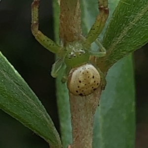 Lehtinelagia prasina at Aranda, ACT - 13 Dec 2019 12:00 PM