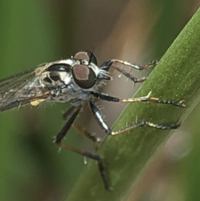 Cerdistus sp. (genus) (Slender Robber Fly) at Aranda, ACT - 13 Dec 2019 by Jubeyjubes