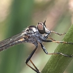 Cerdistus sp. (genus) at Aranda, ACT - 13 Dec 2019