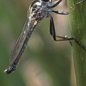 Cerdistus sp. (genus) at Aranda, ACT - 13 Dec 2019