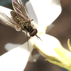 Geron sp. (genus) (Slender Bee Fly) at Aranda, ACT - 13 Dec 2019 by Jubeyjubes