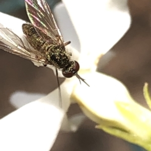 Geron sp. (genus) at Aranda, ACT - 13 Dec 2019 12:07 PM