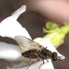 Geron sp. (genus) at Aranda, ACT - 13 Dec 2019 12:07 PM