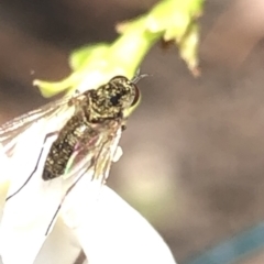 Geron sp. (genus) at Aranda, ACT - 13 Dec 2019