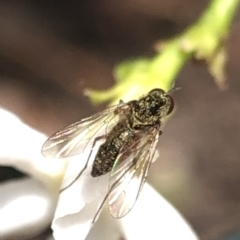 Geron sp. (genus) at Aranda, ACT - 13 Dec 2019