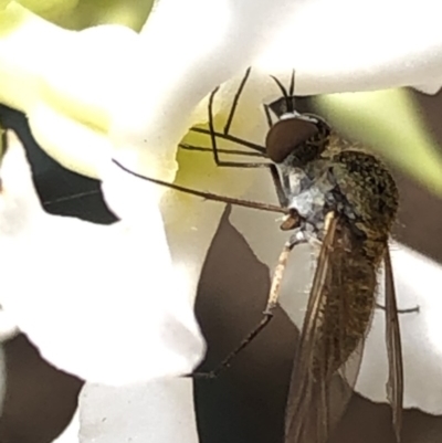 Geron sp. (genus) (Slender Bee Fly) at Aranda, ACT - 13 Dec 2019 by Jubeyjubes